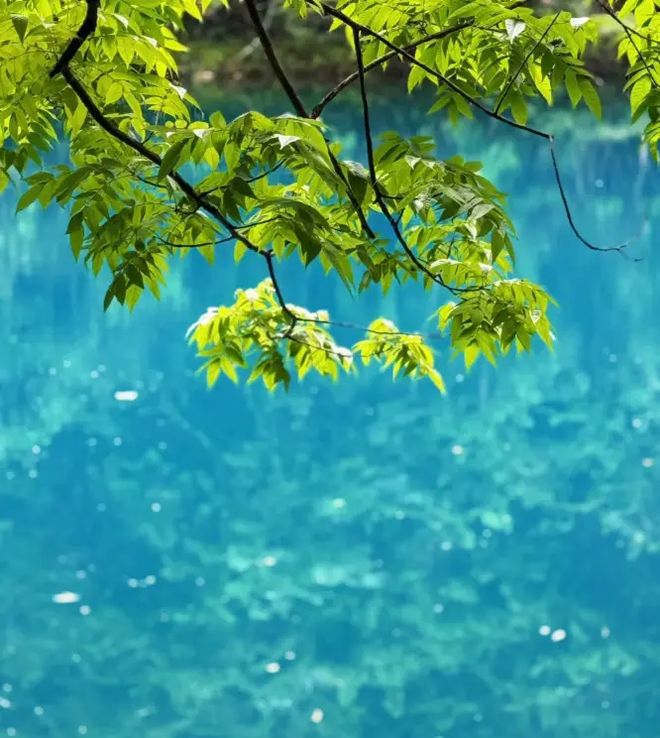 享贵州五日游跟团费用多少？看完就懂澳门新葡京亲子游贵州旅游五天攻略分(图2)